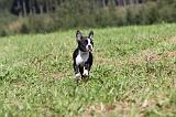 BOSTON TERRIER 123